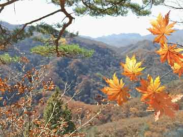 安康汉江水位与篮圈价格，多重因素下的动态平衡探讨