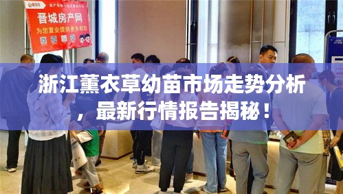 浙江薰衣草幼苗市场走势分析，最新行情报告揭秘！